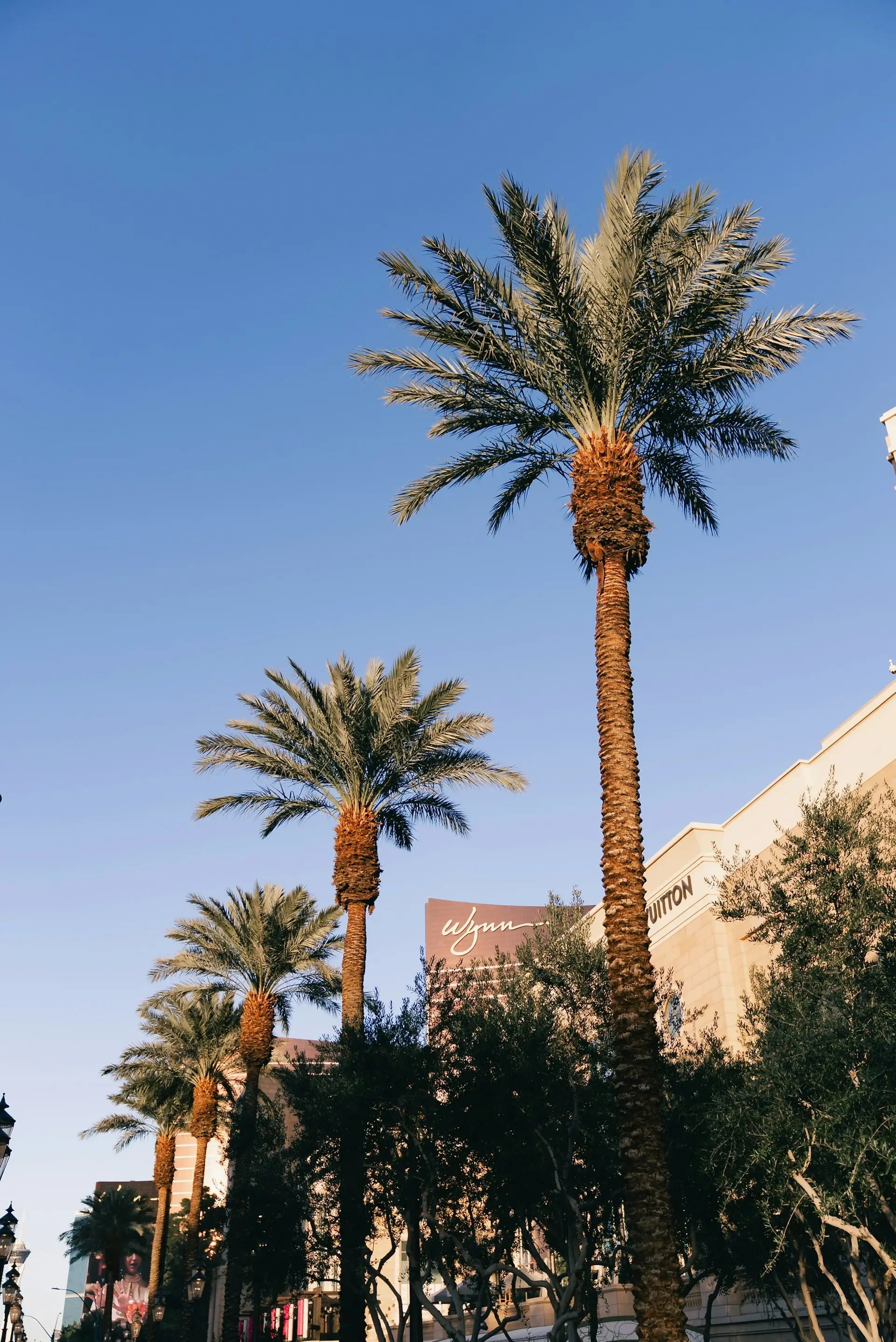 Top Things to Do Before XS Nightclub Las Vegas 🍔🍹